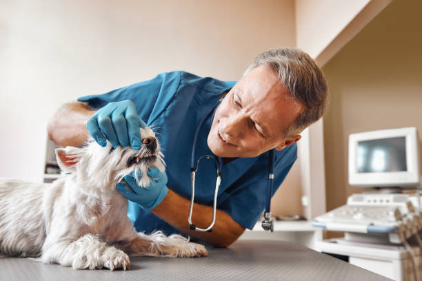 Best Emergency Care for Gum Disease in Fairwood, WA